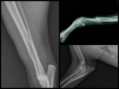 Перелом у собаки: види, симптоми і лікування