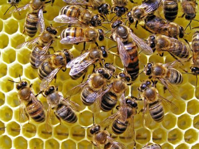 Особливості ротаційного розведення бджіл: огляд і відео