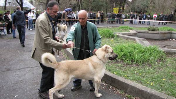 Гампр – вірменський вовкодав: все про породу