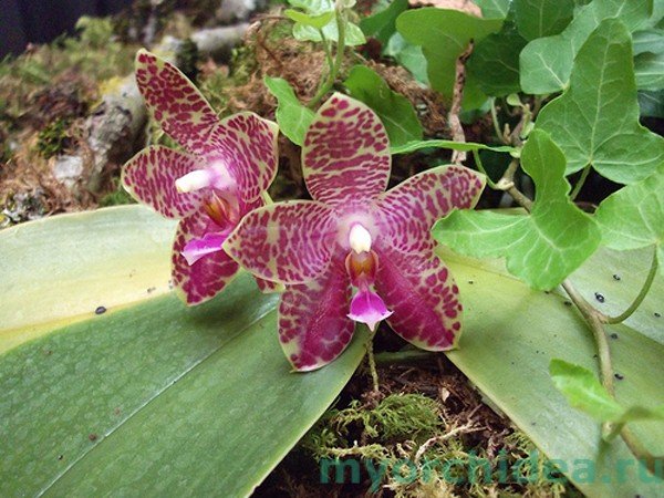 Орхідея Фаленопсис: фото, види, як вибрати