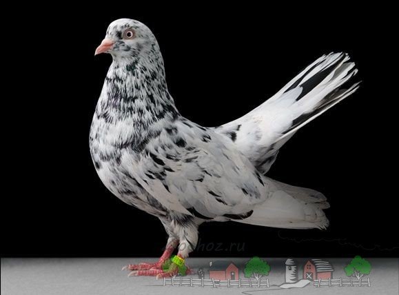 Огляд ліки родотиум для голубів: застосування та фото
