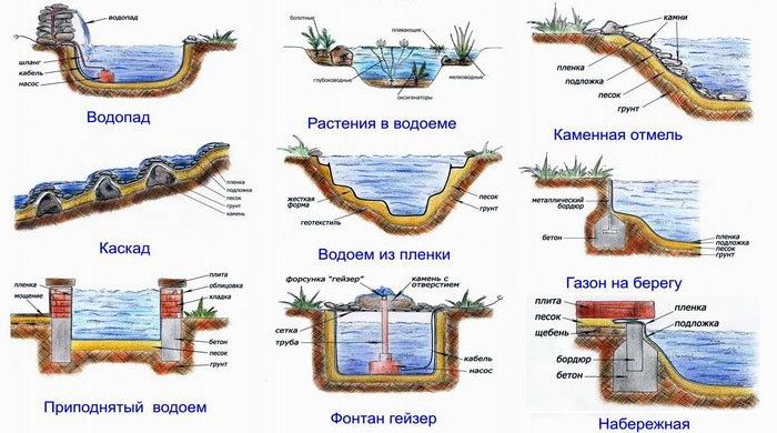 Які рослини підійдуть для ставка різного розміру на дачі (фото варіанти)?