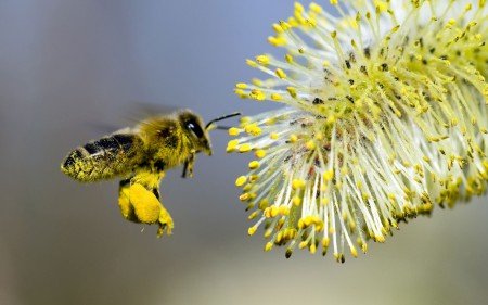 Як правильно вживати пилок, бджолину: дітям і дорослим