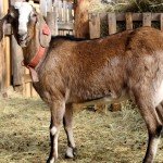Огляд англо нубийской породи кіз, відгуки про неї і фото