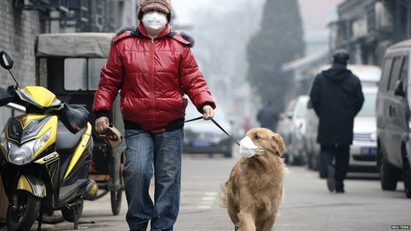 Ларингіт у собак   симптоми, лікування та профілактика
