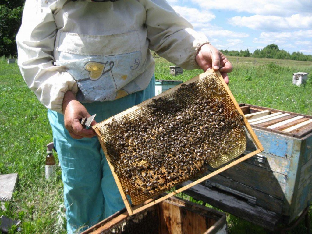 Як пересадити бджіл у новий вулик: корисні поради та відео