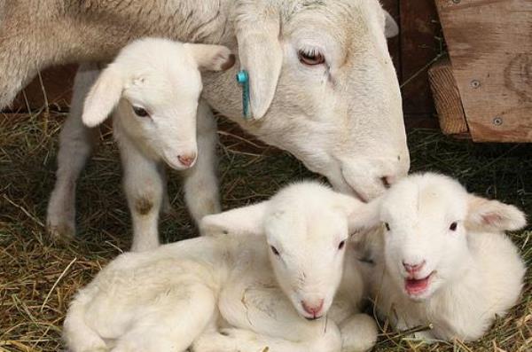 Важливі правила вирощування ягнят з овцематкой: поради та рекомендації фахівця