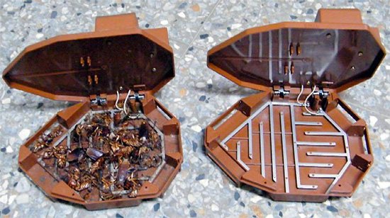 Як і чим морити тарганів Як і чим морити тарганів