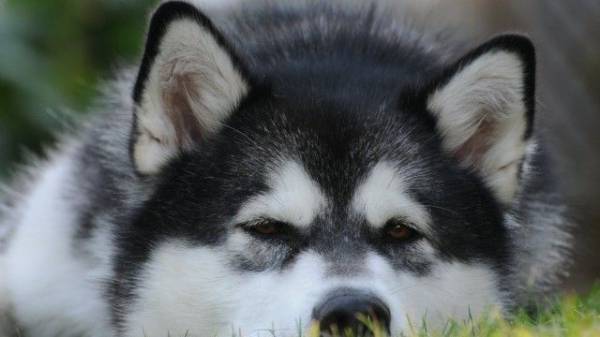 Порода собак маламут: завзятість і труд – все довезуть!