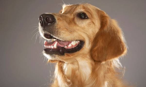 Здорові зуби – здорова собака