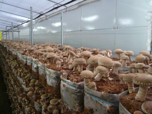 Вирощування шіїтаке: технологія та догляд за грибами
