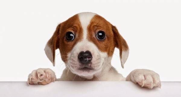 Риніт у собак   причини і лікування нежиті