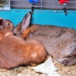 Лістеріоз у кроликів: симптоми і методи лікування хвороби