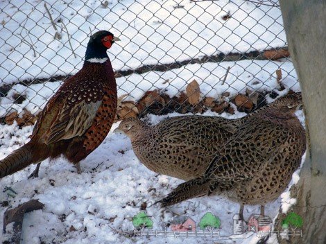 Розведення та утримання фазанів в домашніх умовах