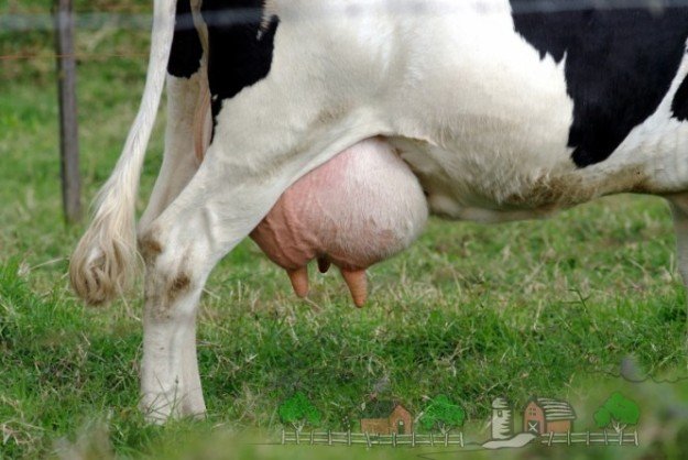 Хвороби вимені у корів, їх симптоми та лікування
