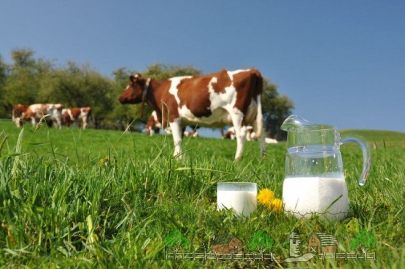 Хвороби вимені у корів, їх симптоми та лікування