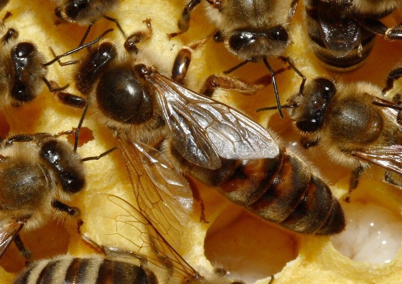 Все про бджолиній матці: опис, фото і відео