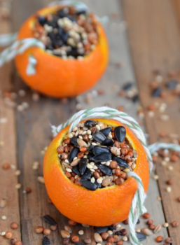 Що слід знати про годування птахів взимку?