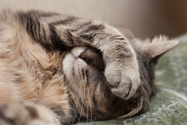 Парапроктит у кішок: основні ознаки захворювання