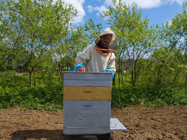 Двухматочное утримання бджіл: докладний опис і відео