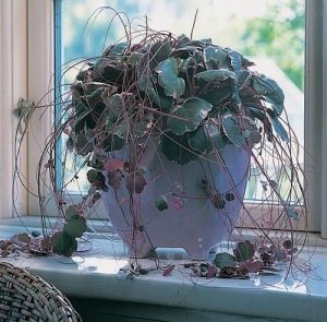 Які кучеряві кімнатні рослини можна тримати в будинку, а які не можна?