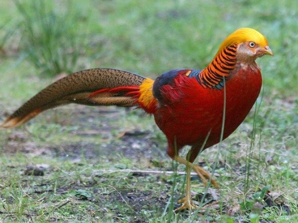 Огляд виду Золотий фазан, його характеристика, утримання у неволі і фото