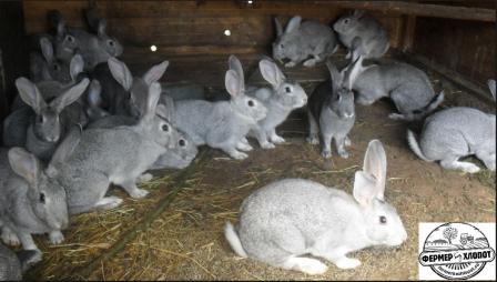 Кролики радянська шиншила