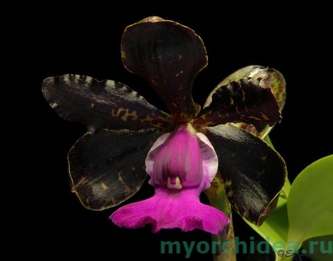 Чорна орхідея квітка: фото та особливості догляду