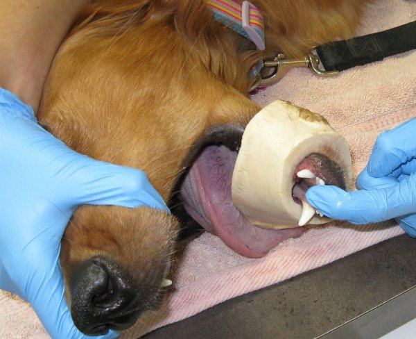 Що робити, якщо у собаки застрягла кістка в горлі, зубах або кишечнику. Чи можна допомогти самостійно?