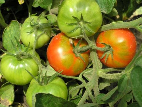 Дозаривание помідорів. Способи дозаривания томату