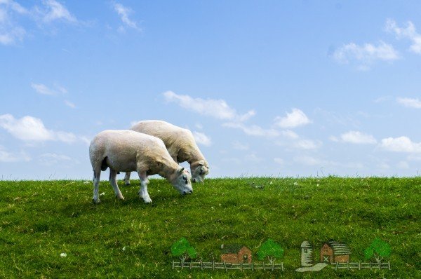 Огляд породи овець Тексель: їх опис, фото і відео