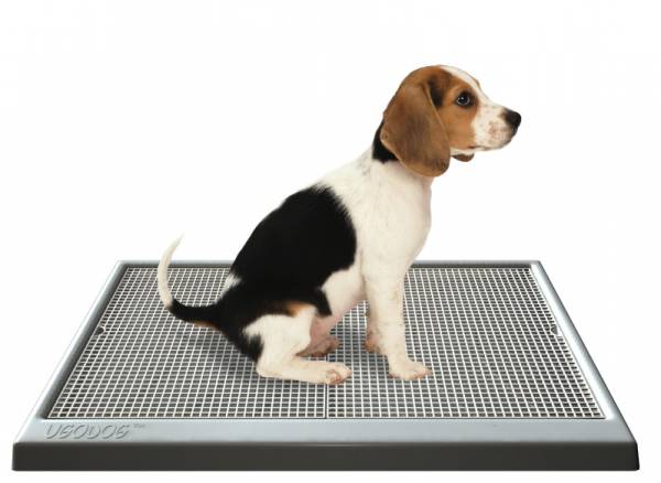 Лоток для собак: що вибрати для домашнього чистюлі?