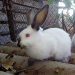Каліфорнійський кролик: його характеристика, догляд та утримання