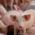 Огляд великої білої породи свиней Йоркшир: фото та відео