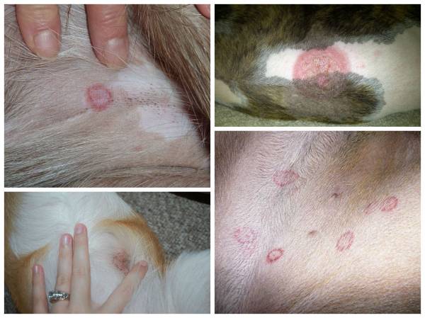 Види позбавляючи у собак: визначаємо тип захворювання