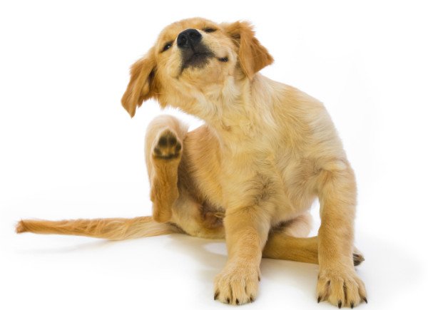 Блошиний дерматит у собак: симптоми, діагностика, лікування