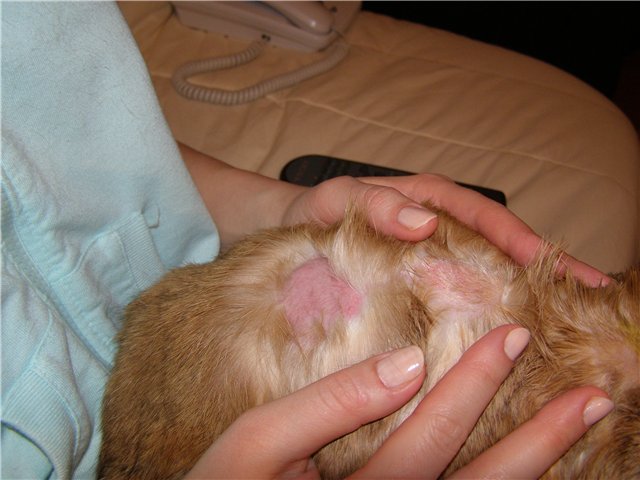 Шкірні недуги у кроликів: як рятувати цінну шубку?   Фермерський сайт