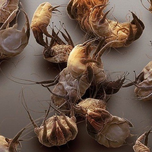 Саркоптоз у собак   загроза з мікросвіту