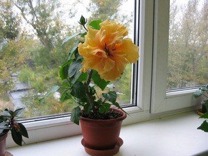 Вирощування і догляд за садовим, кімнатним, сирійським і травянистим гібіскусом