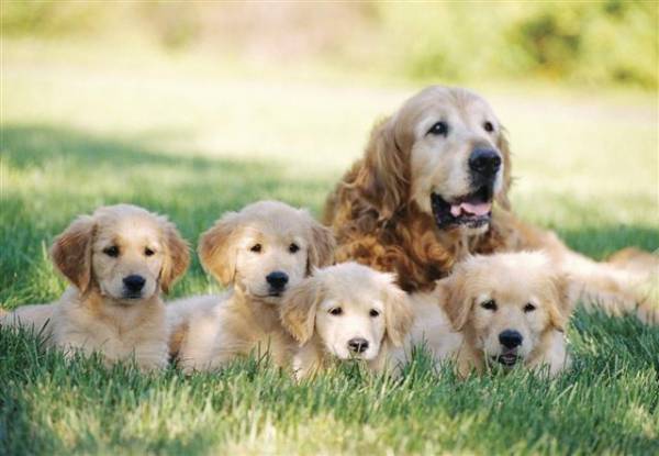 Породи собак з упертим характером