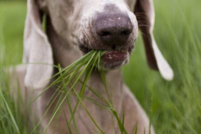 Розбираємося, чому собака їсть траву на вулиці