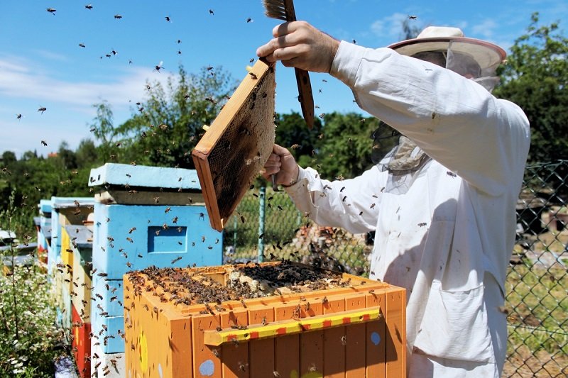 Розмноження бджіл: особливості і відео