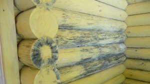 Як позбутися від цвілі на деревяній поверхні: головні причини виникнення. Засоби боротьби з грибком