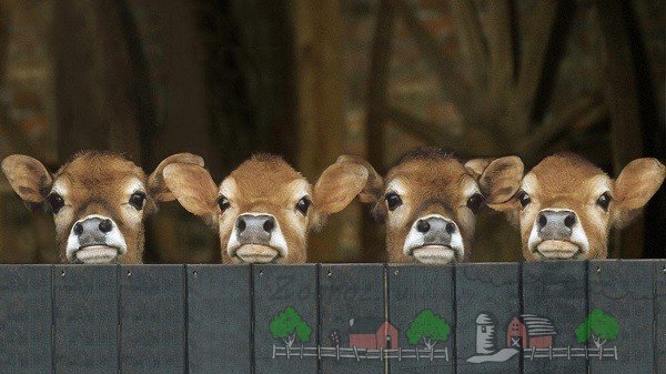 Огляд породи корів Джерсі, їх опис, фото і відео