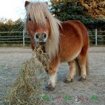 Огляд карликових коней   поні, їх фото та відео