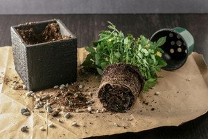 Як пересадити квітучу троянду у відкритий грунт навесні?