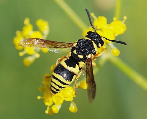 Шершень звичайний і його фото: чи потрібно боятися укусу цієї комахи? Шершень звичайний і його фото: чи потрібно боятися укусу цієї комахи?