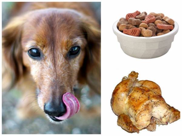 Чому у вашої собаки сльозяться очі?