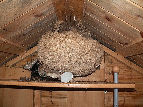 Гніздо шершнів (фото) і як його прибрати безпечно