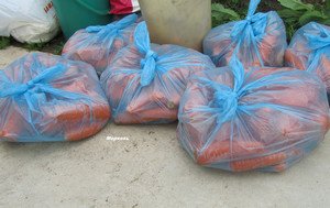 Яка технологія вирощування моркви у відкритому грунті (відео інструкція)?